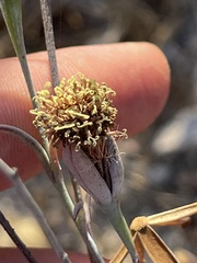 Porophyllum maritimum