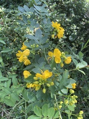Senna pendula