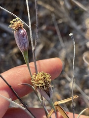 Porophyllum maritimum