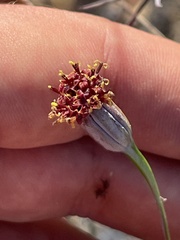 Porophyllum maritimum