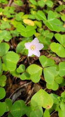 Oxalis oregana