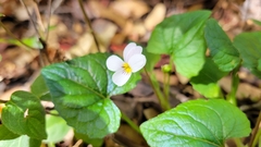 Viola ocellata