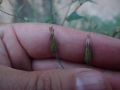 Brickellia coulteri