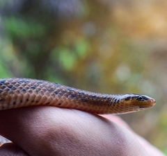 Atractus sanctaemartae