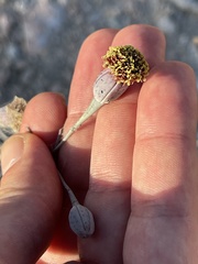 Porophyllum maritimum