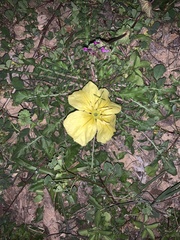 Oenothera triloba
