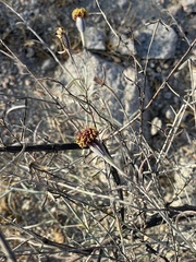 Porophyllum maritimum