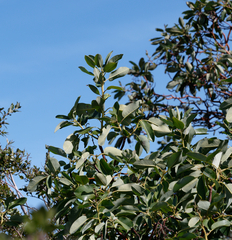 Arbutus menziesii