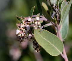 Arctostaphylos crustacea