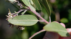 Arctostaphylos crustacea