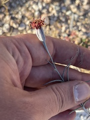 Porophyllum maritimum