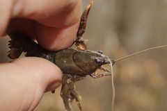 Cambarus latimanus