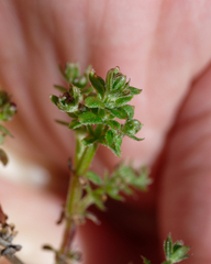 Galium porrigens