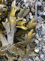 Fucus