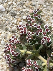 Euphorbia leucophylla