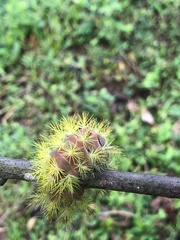 Cucullia canariensis