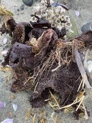 Chondracanthus exasperatus