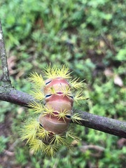 Cucullia canariensis