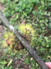 Cucullia canariensis