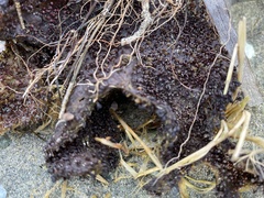 Chondracanthus exasperatus