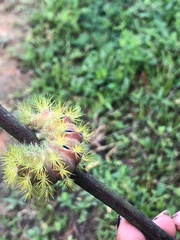 Cucullia canariensis