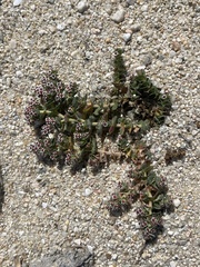 Euphorbia leucophylla