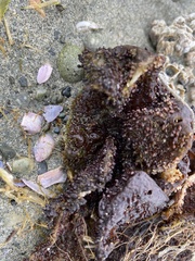 Chondracanthus exasperatus