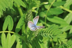 Glaucopsyche lygdamus