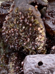 Chondracanthus exasperatus