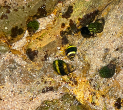Littorina scutulata