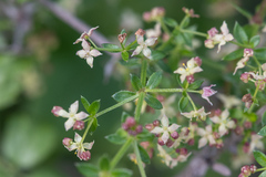 Galium nuttallii
