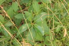 Lophostemon confertus