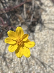 Bidens cabopulmensis