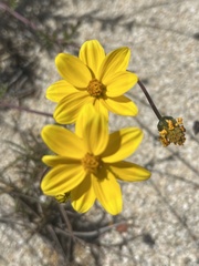 Bidens cabopulmensis