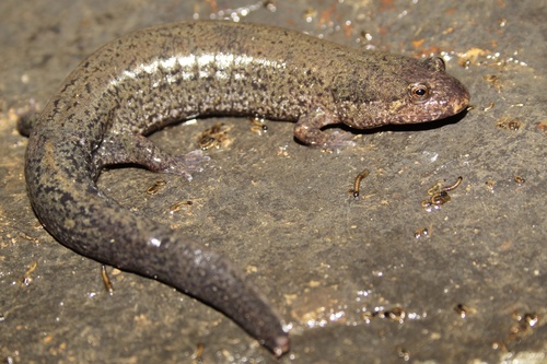 Piedmont Dusky Salamander