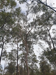 Eucalyptus seeana