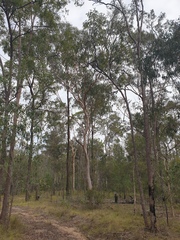 Eucalyptus seeana
