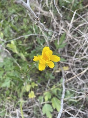 Ranunculus macranthus