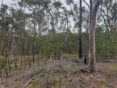Melaleuca nodosa