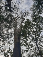 Eucalyptus seeana