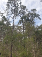 Eucalyptus fibrosa
