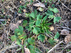 Ranunculus occidentalis