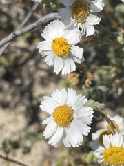 Perityle crassifolia robusta