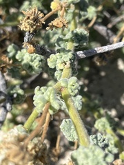 Perityle crassifolia robusta