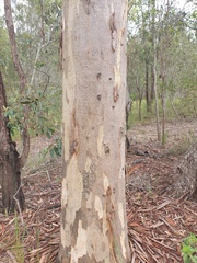 Eucalyptus seeana