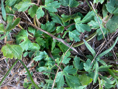 Ranunculus occidentalis