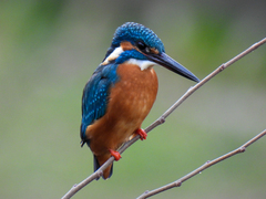 Alcedo atthis