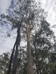 Eucalyptus seeana