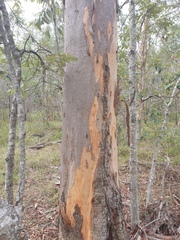 Eucalyptus seeana