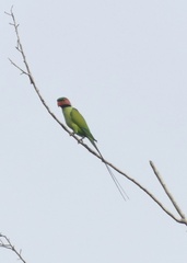 Psittacula longicauda